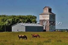 Oakville (relocated to area farm)
July 2009